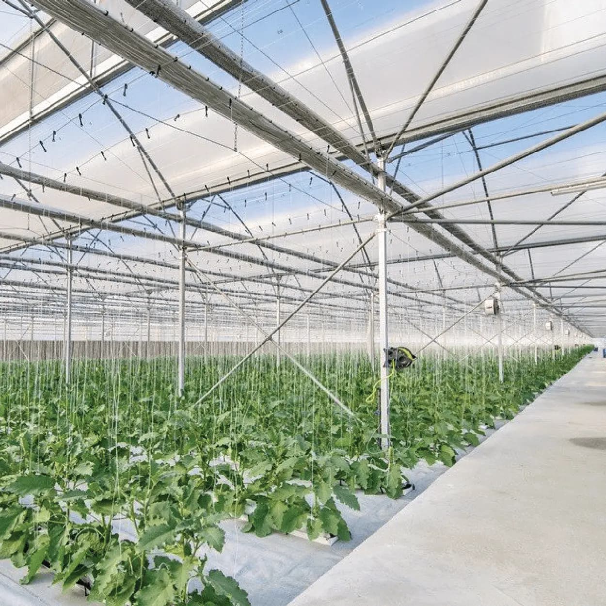 Greenhouse Farming