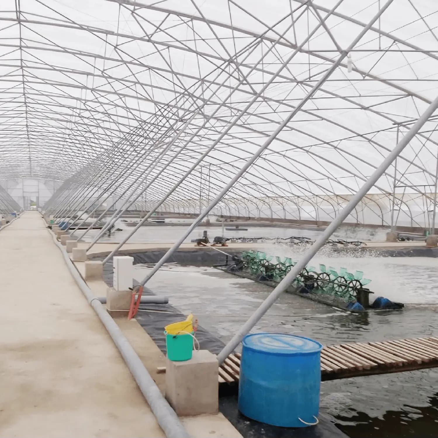 Shrimp Farm